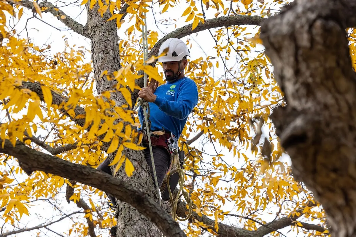 Skilled Emergency Tree Service crew working in Nardin